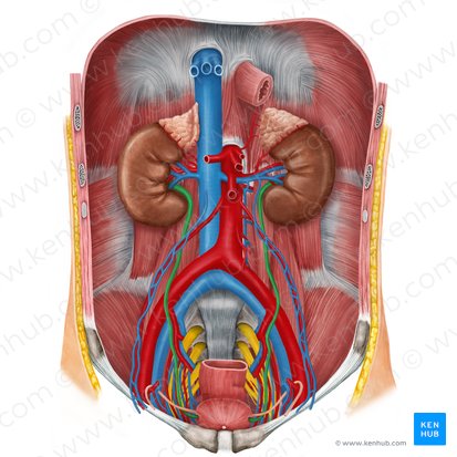 Ureter; Image: Irina Münstermann