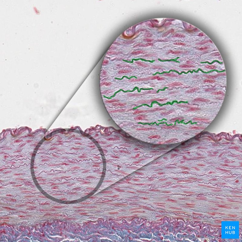 Orcein stain (Elastic lamellae) - histology stain
