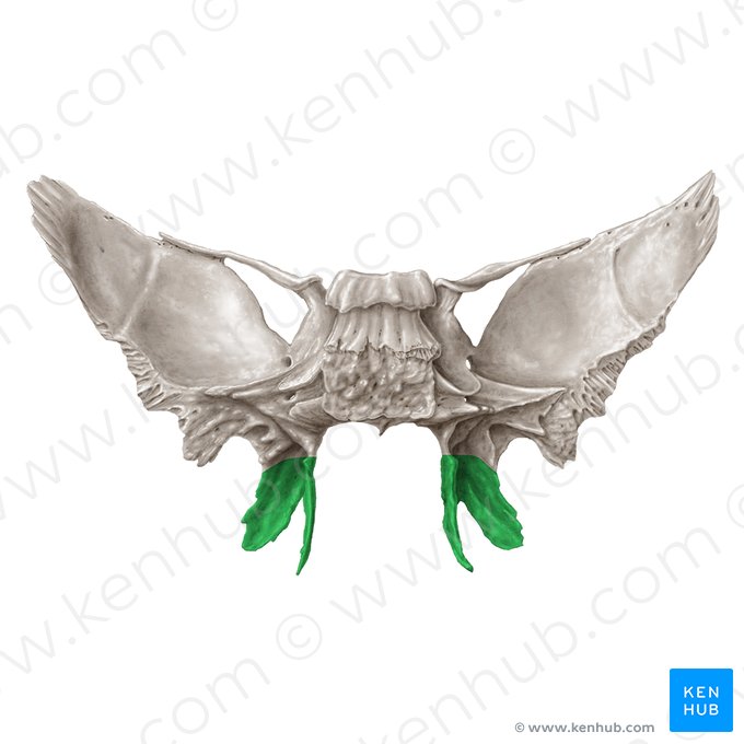 Processo pterigóideo do osso esfenoide (Processus pterygoideus ossis sphenoidalis); Imagem: Samantha Zimmerman