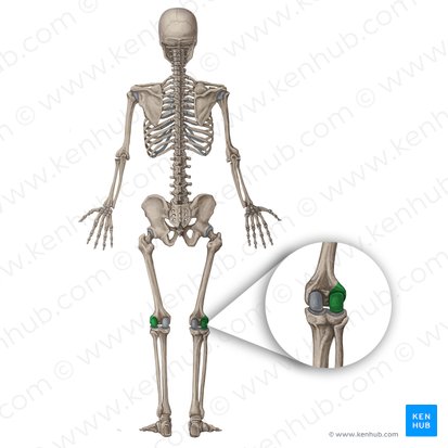 Lateral condyle of femur (Condylus lateralis ossis femoris); Image: Irina Münstermann