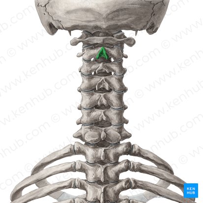 Spinous process of axis (Processus spinosus axis); Image: Yousun Koh