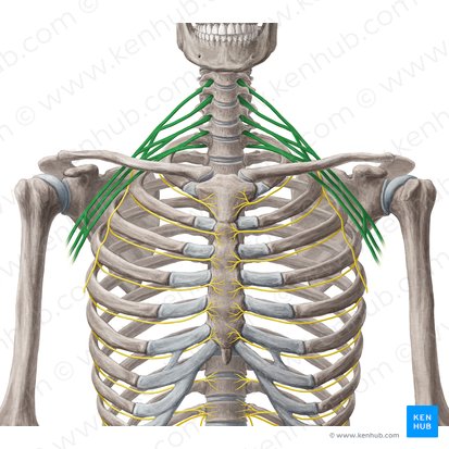 Brachial plexus (Plexus brachialis); Image: Yousun Koh