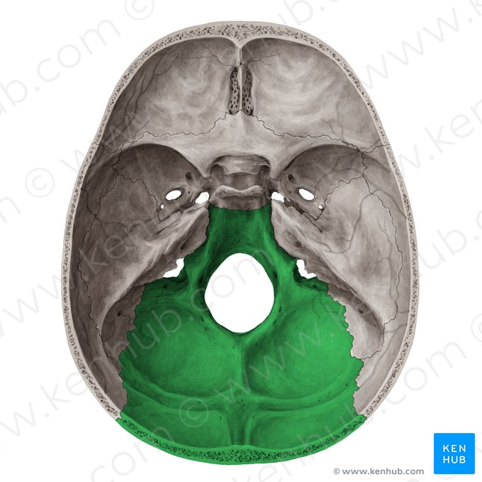 Osso occipital (Os occipitale); Imagem: Yousun Koh