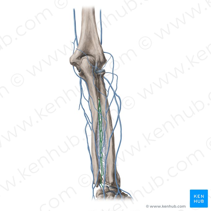 Posterior interosseous veins (Venae interosseae posteriores); Image: Yousun Koh