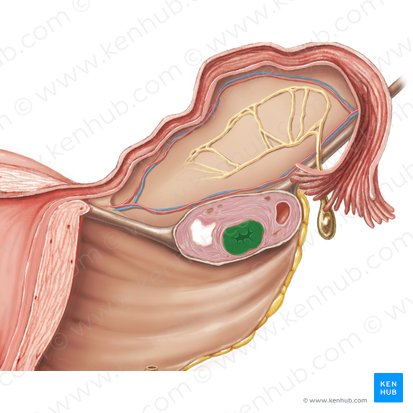 Corpus luteum (Gelbkörper); Bild: Samantha Zimmerman