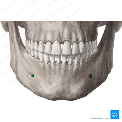 Foramen mentale mandibulae (Kinnloch); Bild: Yousun Koh