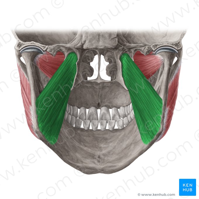 Músculo pterigóideo medial (Musculus pterygoideus medialis); Imagem: Yousun Koh