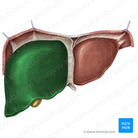 Lóbulo derecho del hígado (Lobus dexter hepatis); Imagen: Irina Münstermann