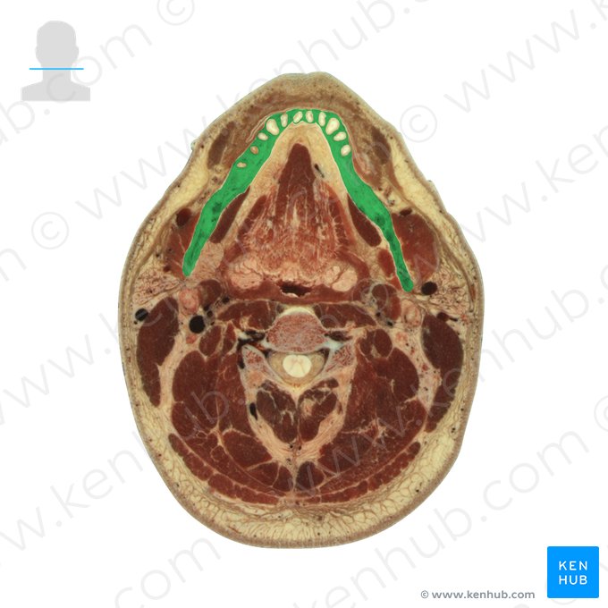 Mandibula (Unterkieferknochen); Bild: National Library of Medicine
