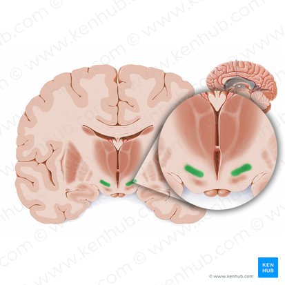 Núcleo subtalâmico (Nucleus subthalamicus); Imagem: Paul Kim