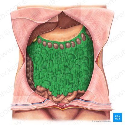 Omento mayor (Omentum majus); Imagen: Irina Münstermann