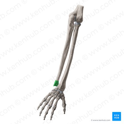 Cabeza de la ulna (Caput ulnae); Imagen: Yousun Koh