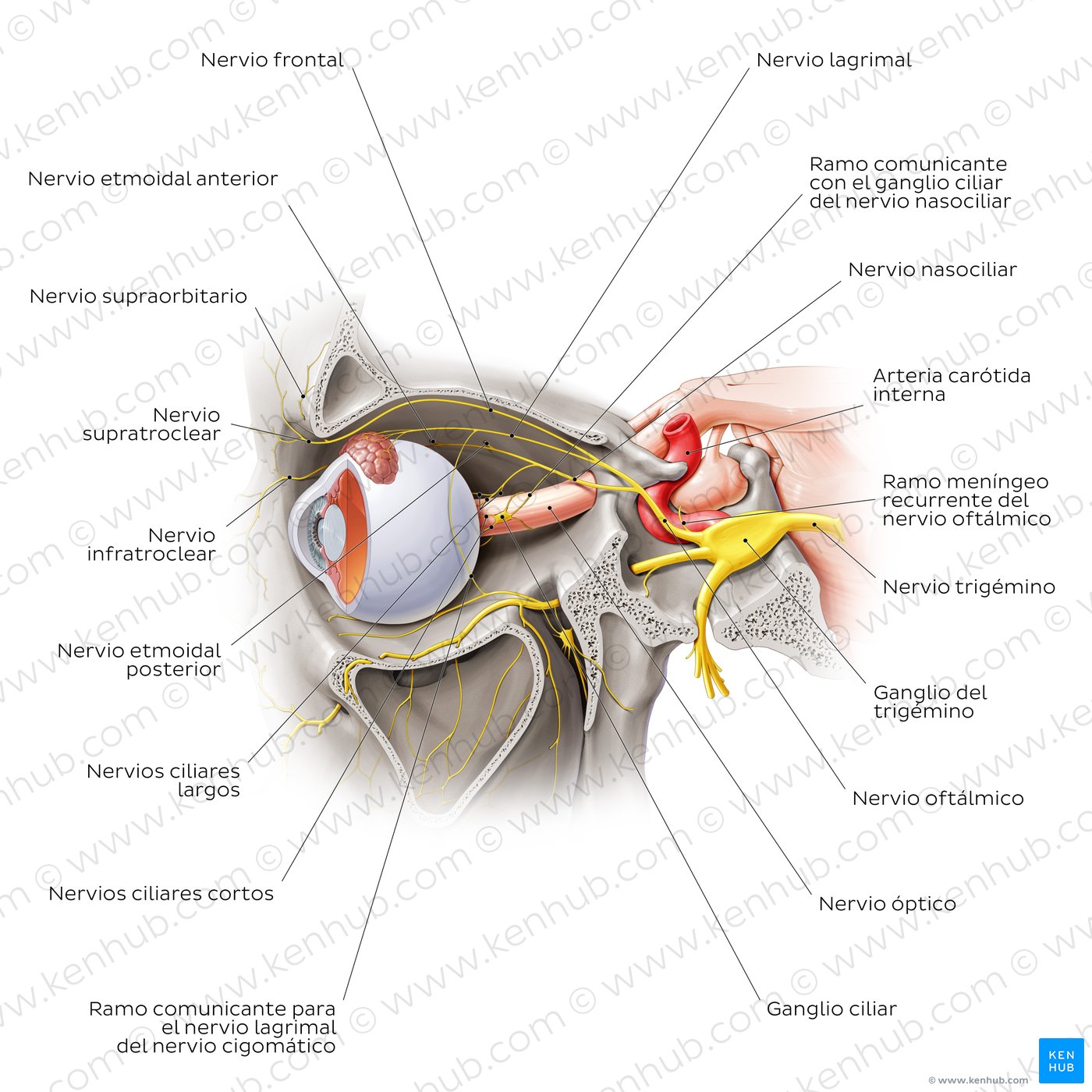 Nervio oftálmico (V1)