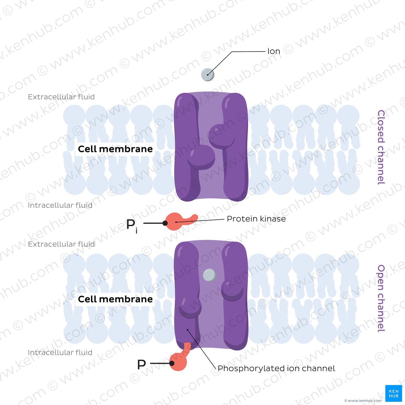 Phosphorylation-gated ion channels