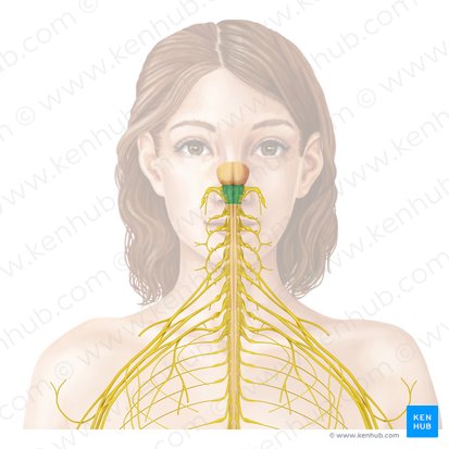 Medulla oblongata (Verlängertes Mark); Bild: Begoña Rodriguez