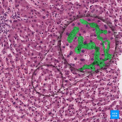 Hepatic sinusoid (Vas sinusoideum hepaticum); Image: 