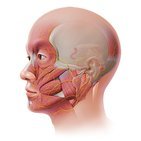Nervio facial