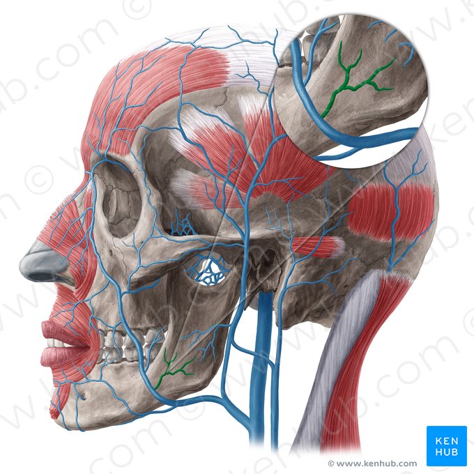 Veia massetérica (Vena masseterica); Imagem: Yousun Koh