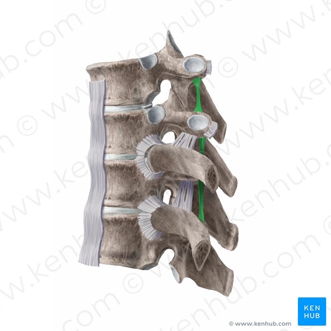 Intertransverse ligament (Ligamenta intertransversaria); Image: Begoña Rodriguez