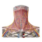 Inervação e vascularização do pescoço 