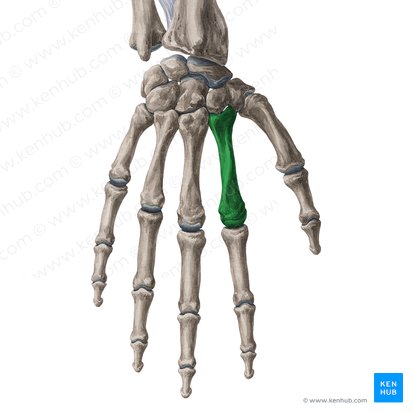 2nd metacarpal bone (Os metacarpi 2); Image: Yousun Koh