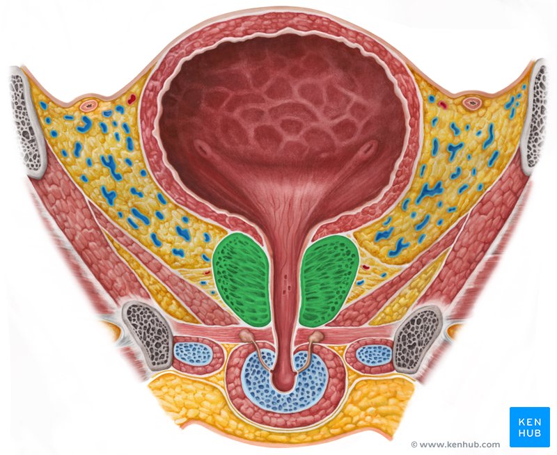 Близкое расположение уретры у женщин Prostate gland: Anatomy and histology Kenhub