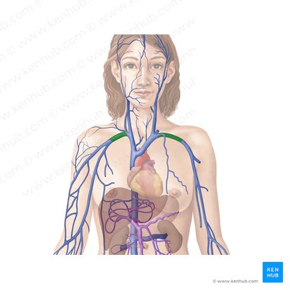 Subclavian vein (Vena subclavia); Image: Begoña Rodriguez