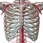 Arteriae intercostales anteriores 