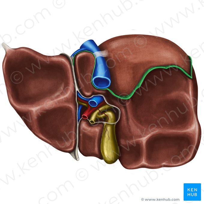 Lâmina posterior do ligamento coronário do fígado (Pars posterior ligamenti coronarii hepatis); Imagem: Irina Münstermann