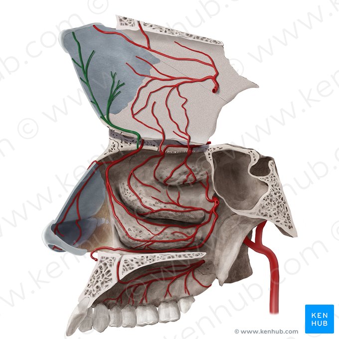 Rami septales anteriores arteriae ethmoidalis anterioris (Vordere Scheidewandäste der vorderen Siebbeinarterie); Bild: Begoña Rodriguez