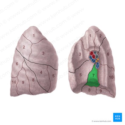 Segmento basilar medial do pulmão direito (Segmentum basale mediale pulmonis dextri); Imagem: Paul Kim