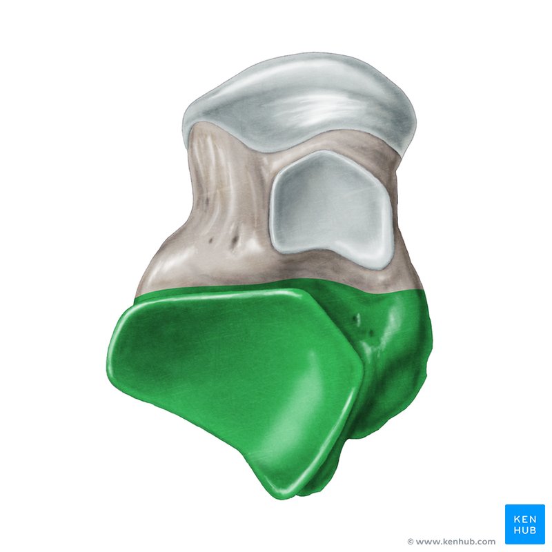 Body of talus - cranial view