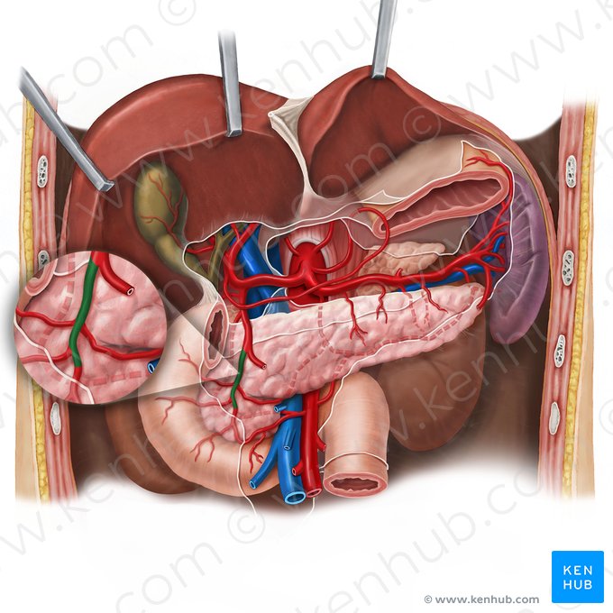 Artère pancréaticoduodénale supérieure et antérieure (Arteria pancreaticoduodenalis superior anterior); Image : Esther Gollan