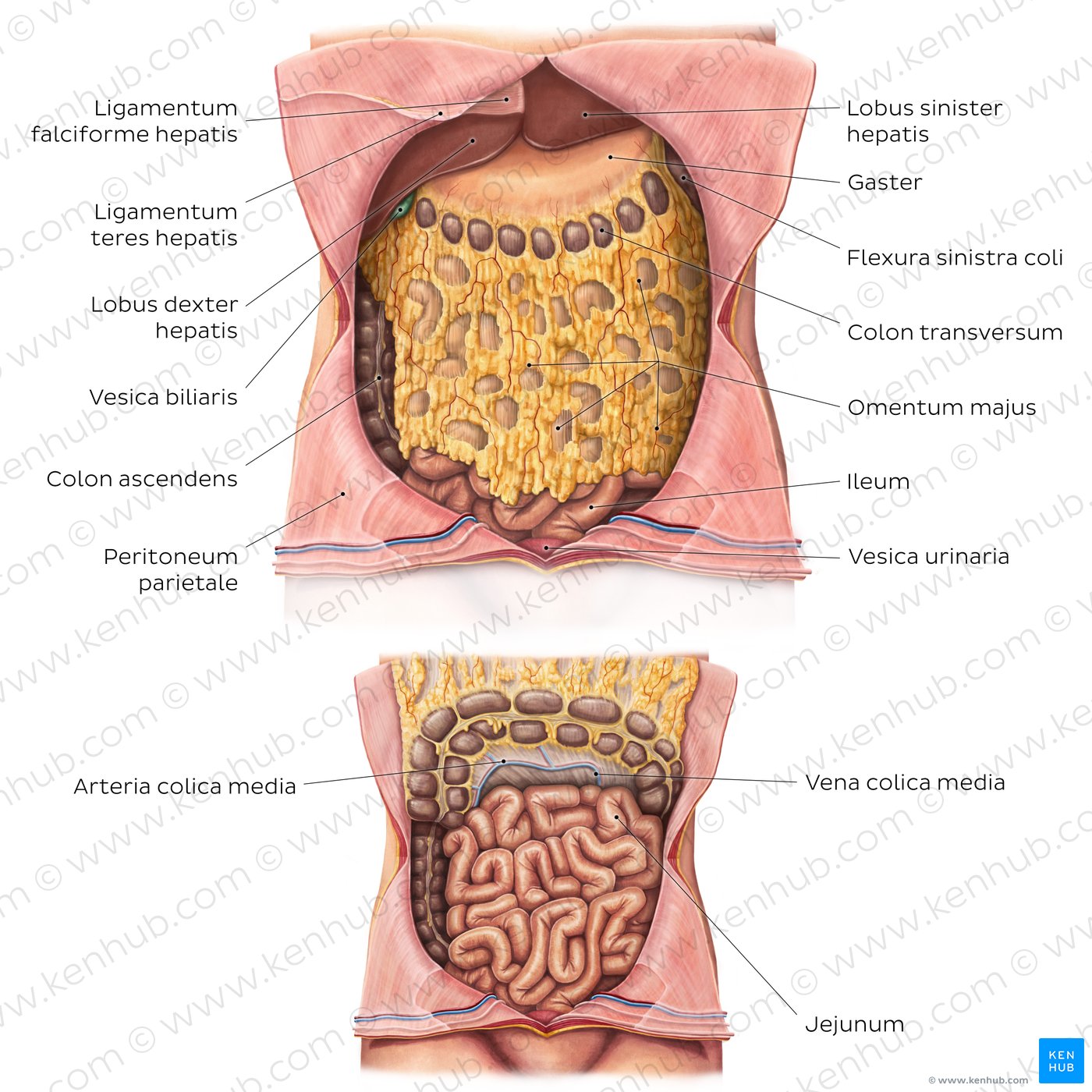 Omentum majus