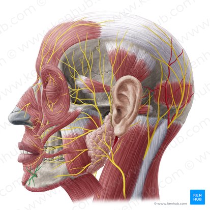 a) Anatomic overview of the posterior division of the mandibular nerve