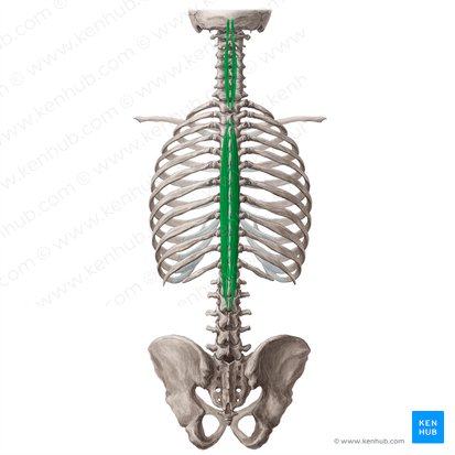 Músculo espinal (Musculus spinalis); Imagem: Yousun Koh
