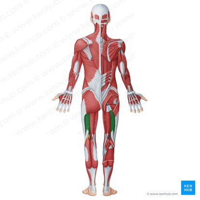 Músculo bíceps femoral (Musculus biceps femoris); Imagen: Irina Münstermann