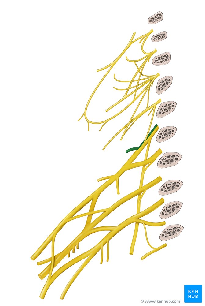 Nervo escapular dorsal (dorsal da omoplata) - vista anterior