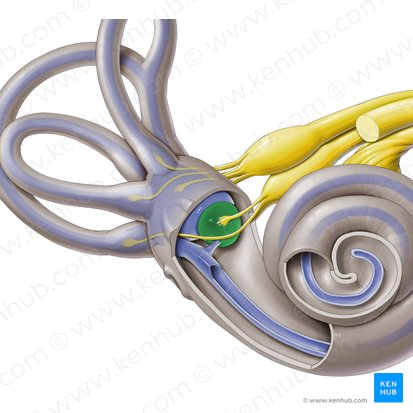 Saccule of vestibular labyrinth (Sacculus labyrinthi vestibularis); Image: Paul Kim