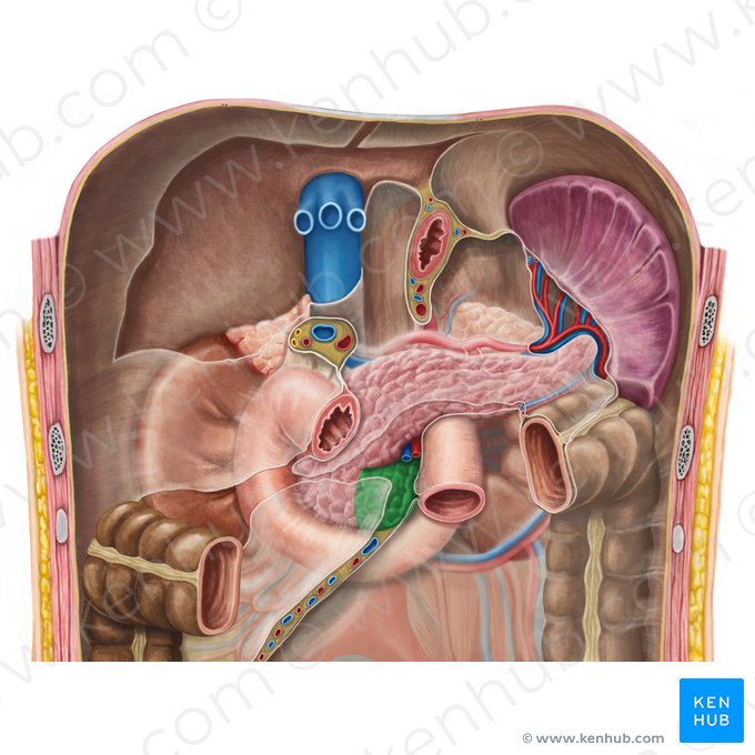 Processo uncinado do pâncreas (Processus uncinatus pancreatis); Imagem: Irina Münstermann