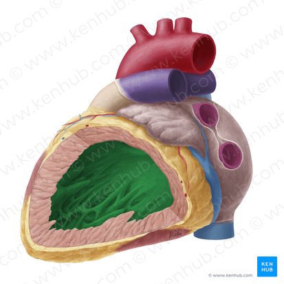 Ventrículo izquierdo (Ventriculus sinister cordis); Imagen: Yousun Koh