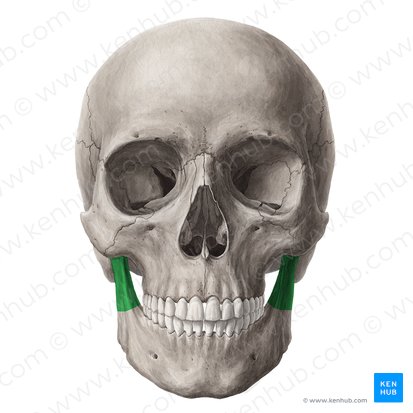 Ramus mandibulae (Aufsteigender Ast des Unterkieferknochens); Bild: Yousun Koh