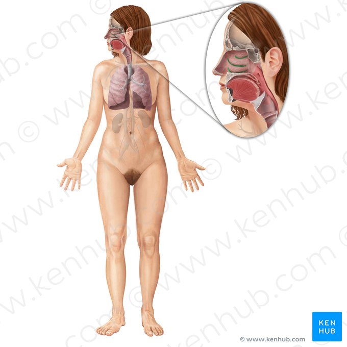 Méat nasal (Meatus nasales); Image : Begoña Rodriguez