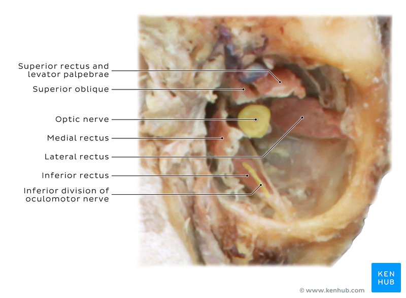 Extraocular muscles - cadaveric image