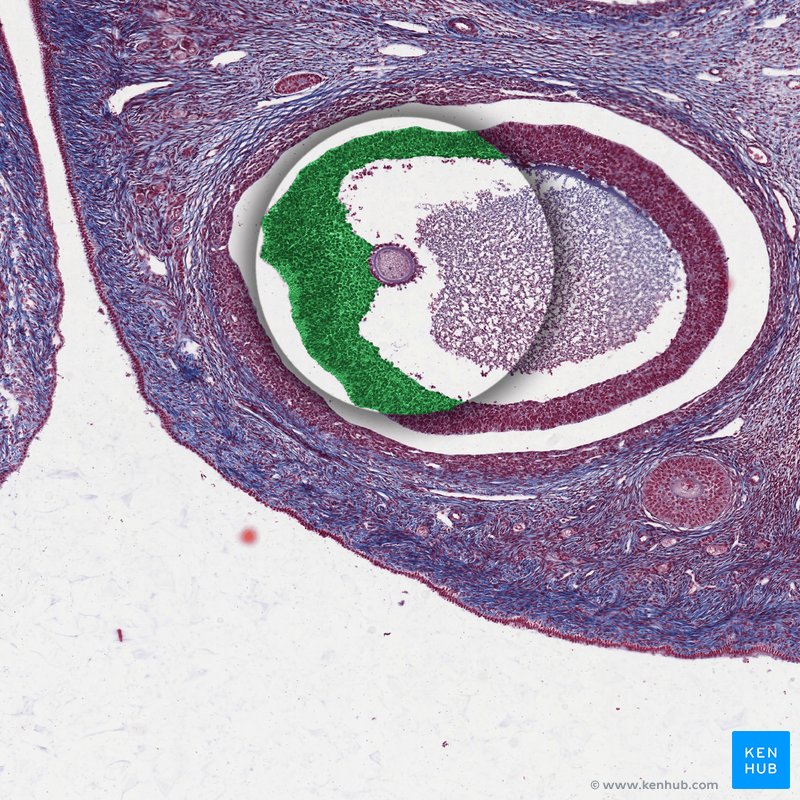 Granulosa cells - histological slide