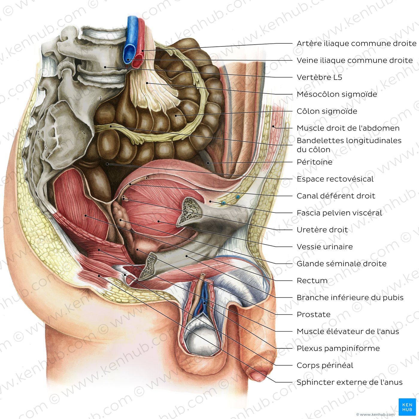 Pelvis de l’homme, viscères et périnée : schéma