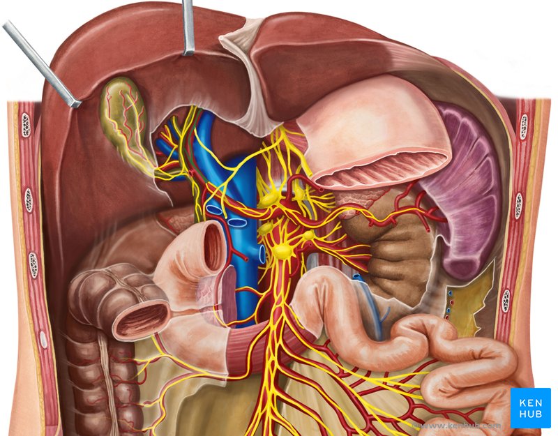 Plexo nervoso hepático - vista anterior (amarelo)