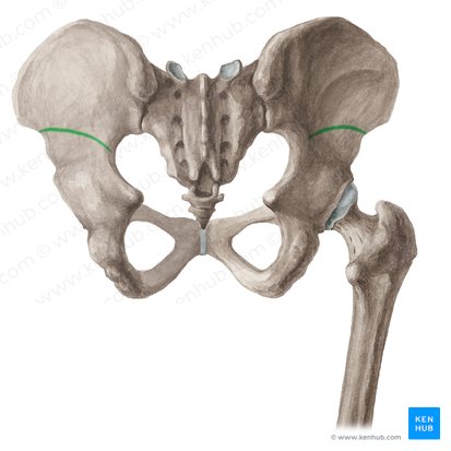 Linea glutea inferior ossis ilii (Untere Gesäßlinie); Bild: Liene Znotina