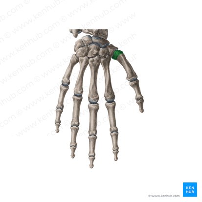 Base of 1st metacarpal bone (Basis ossis metacarpi 1); Image: Yousun Koh
