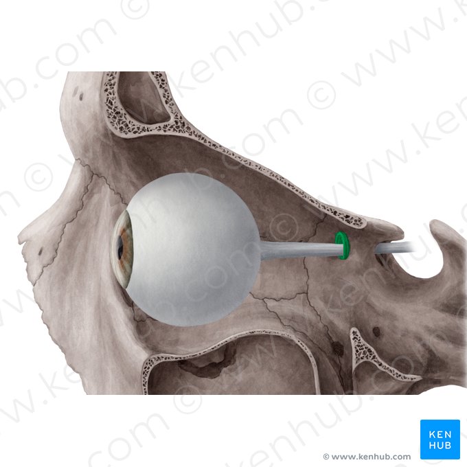 Anneau tendineux commun (Anulus tendineus communis); Image : Yousun Koh